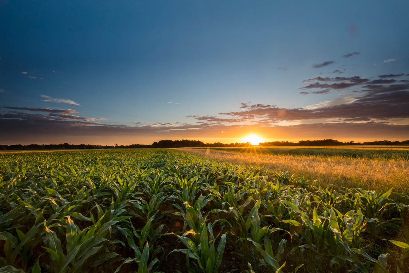 Sun setting over a corn field